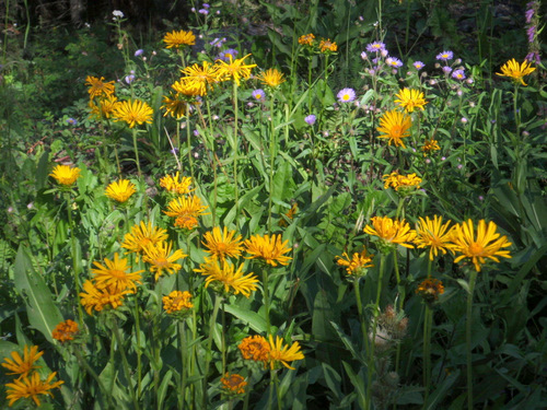 Narrow Petal Yellow Center Sun Flowers.